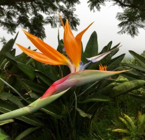 Bird of Paradise