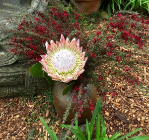 King Protea