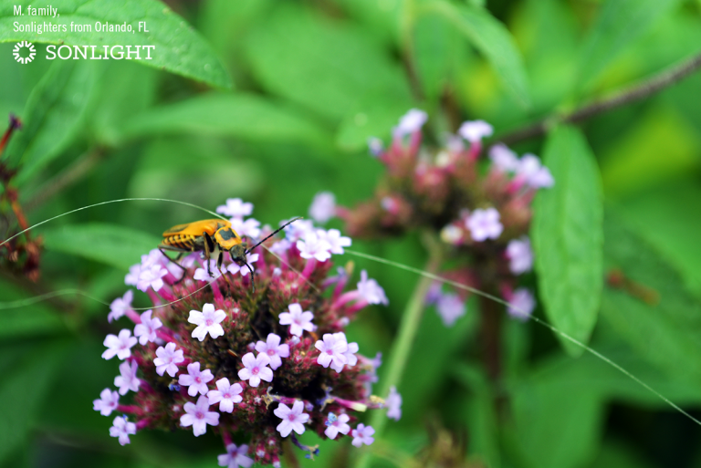 8 Ideas for Nature Study in Urban Areas