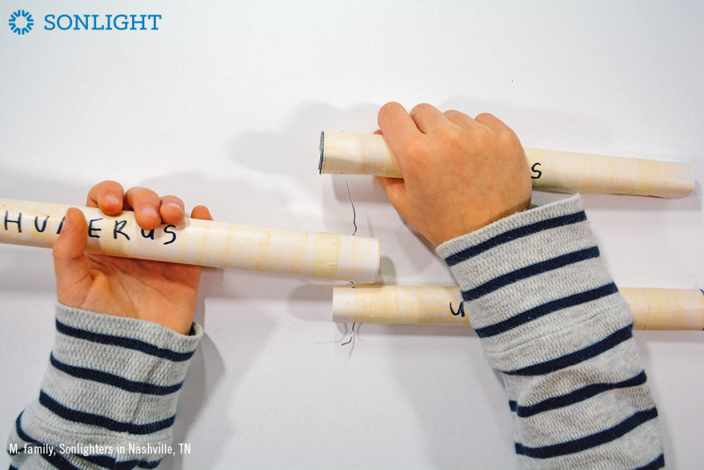Build a Working Arm Muscle: A Science Activity Tutorial - Sonlight ...