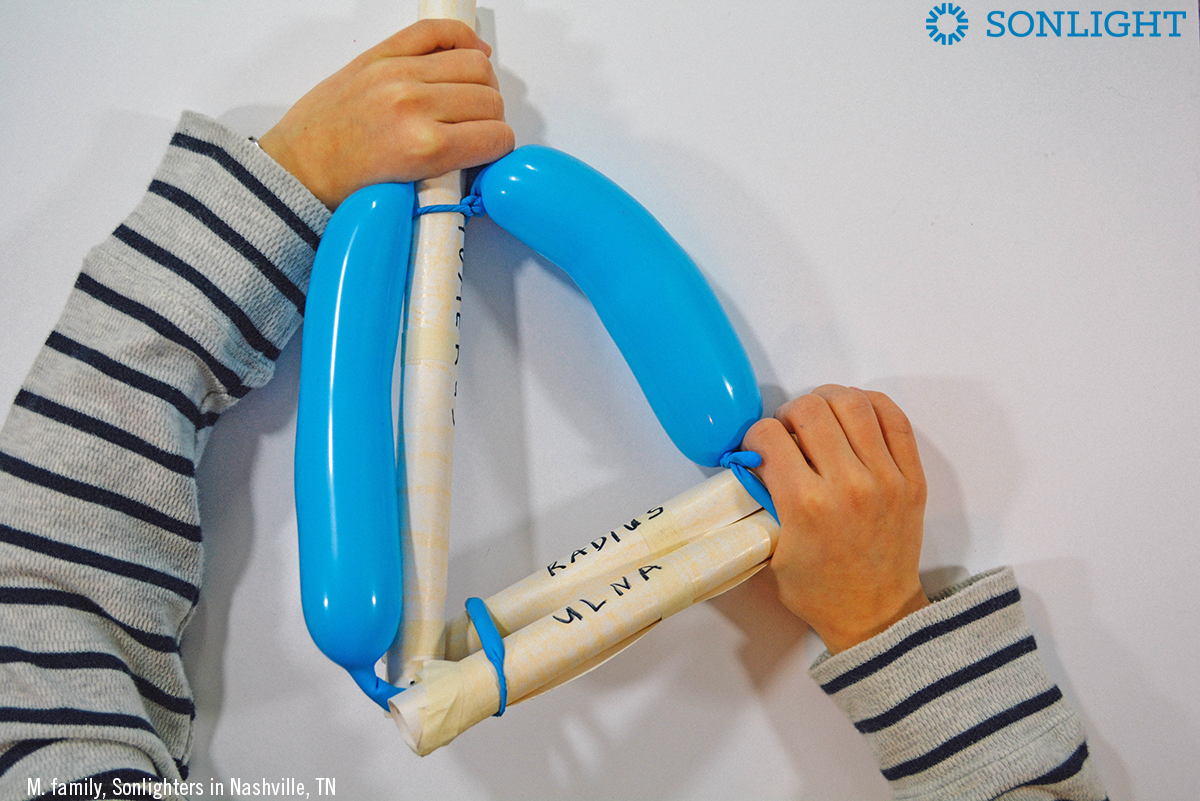 Build A Working Arm Muscle: A Science Activity Tutorial - Sonlight ...